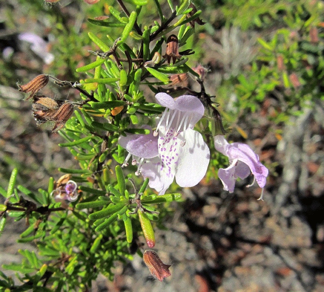 Conradina grandiflora