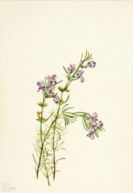 Conradina verticillata