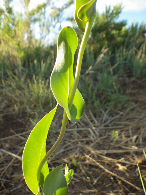 Conringie (Conringia orientalis)