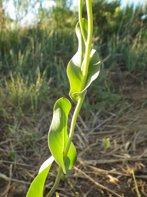 Conringie