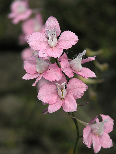 Dauphinelle cultivée