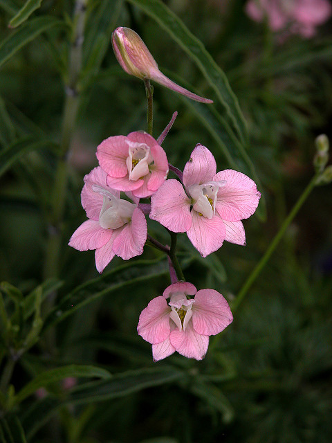 Dauphinelle cultivée