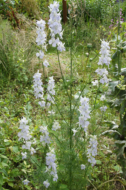 Dauphinelle cultivée