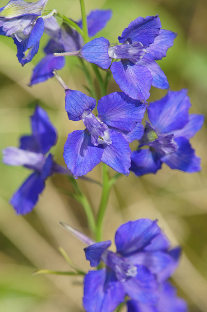Dauphinelle cultivée