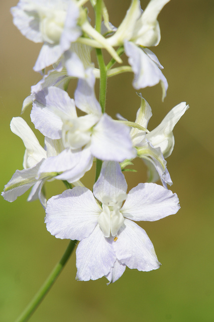 Dauphinelle cultivée