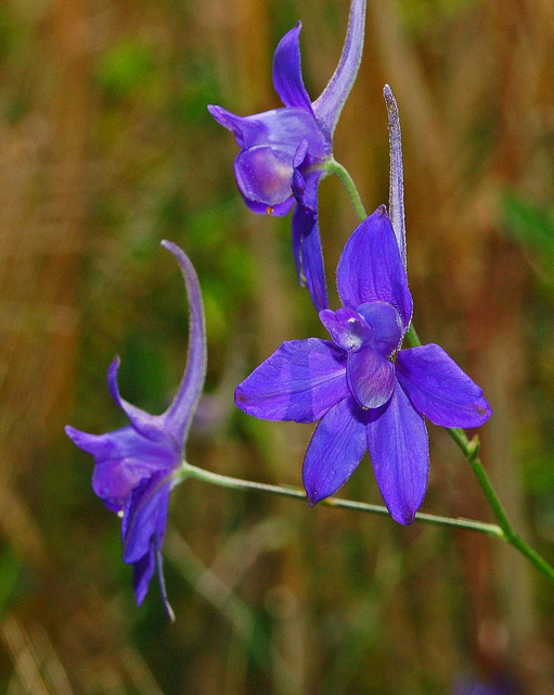 Delphinium consolida