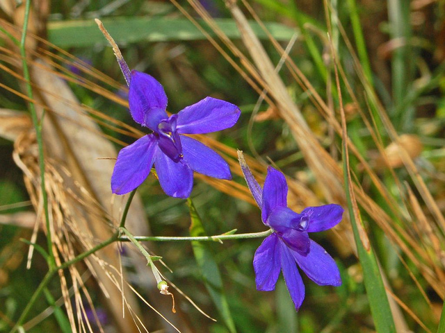Delphinium consolida