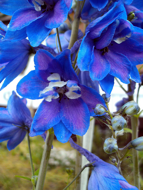Delphinium consolida