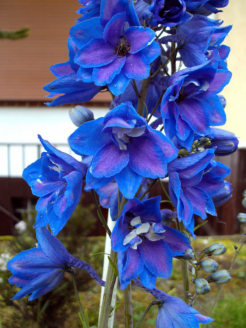 Delphinium consolida