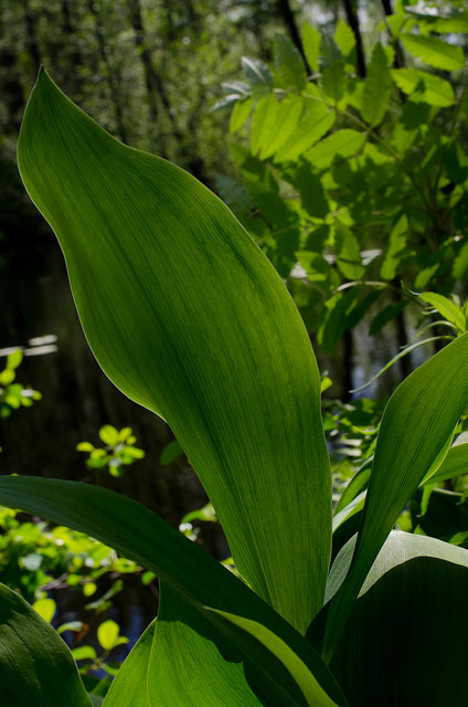 Muguet
