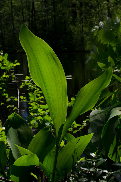 Muguet