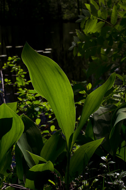 Muguet