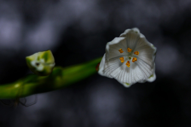 Muguet