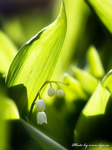 Muguet