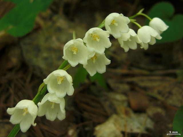 Convallaria montana