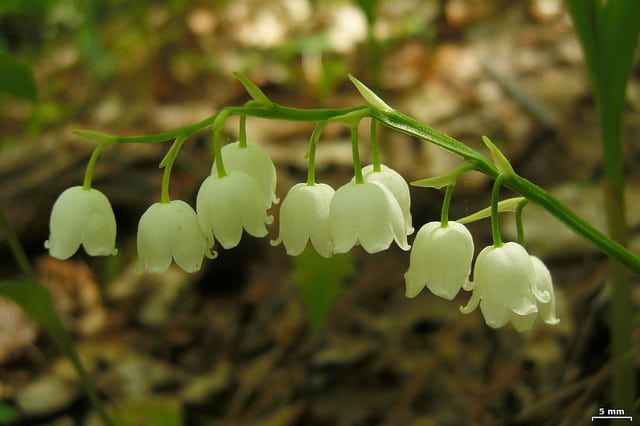 Convallaria montana
