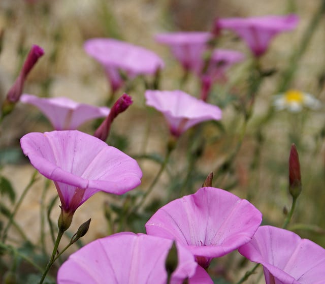 Fausse guimauve (Convolvulus althaeoides)