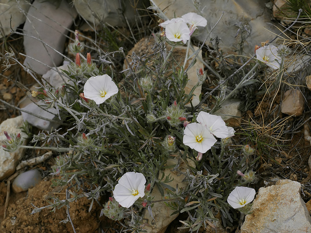 Liseron (Convolvulus cneorum)