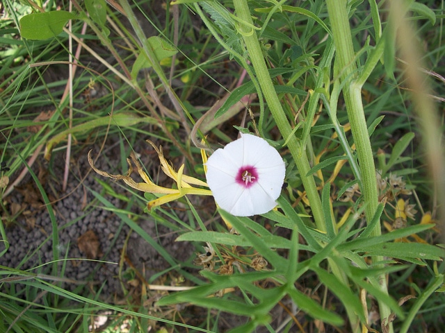Convolvulus equitans