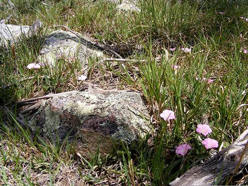 Convolvulus erubescens