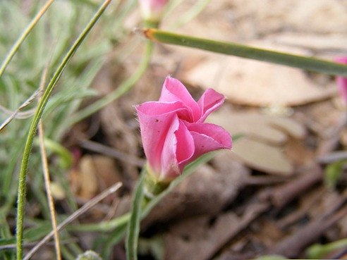 Convolvulus erubescens