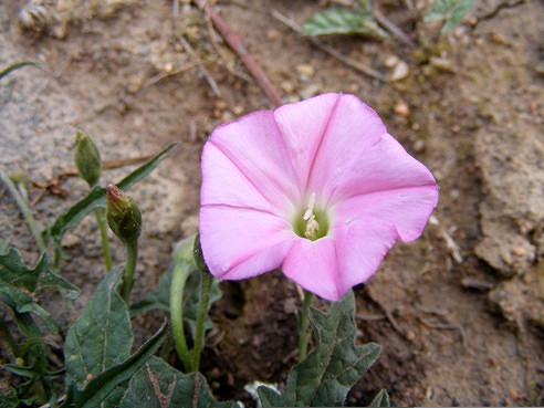 Convolvulus erubescens