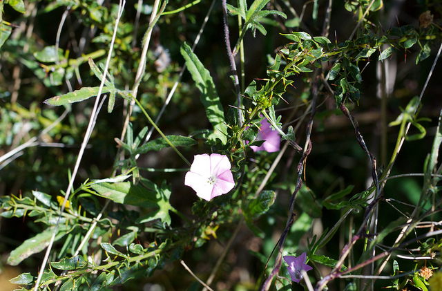 Convolvulus erubescens