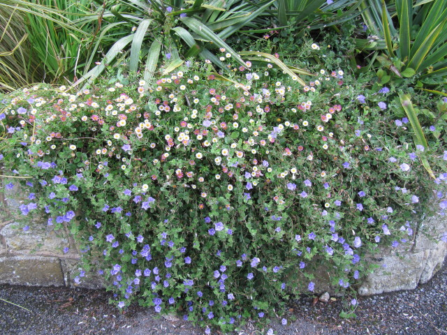 Liseron de mauritanie (Convolvulus sabatius)