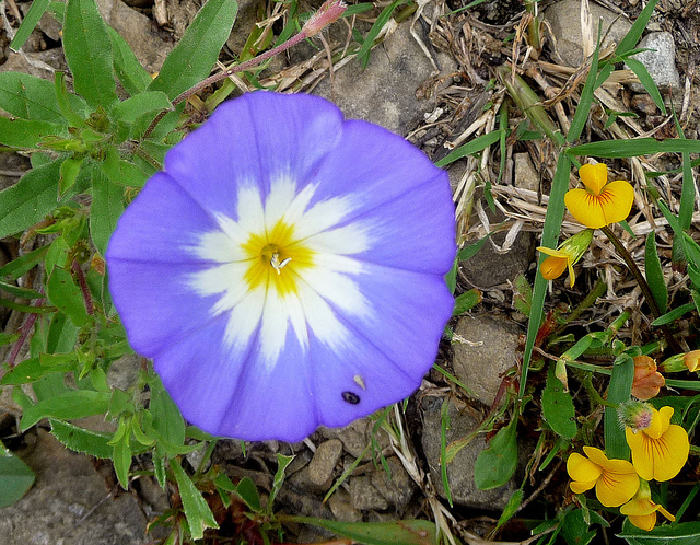 Belle-de-jour