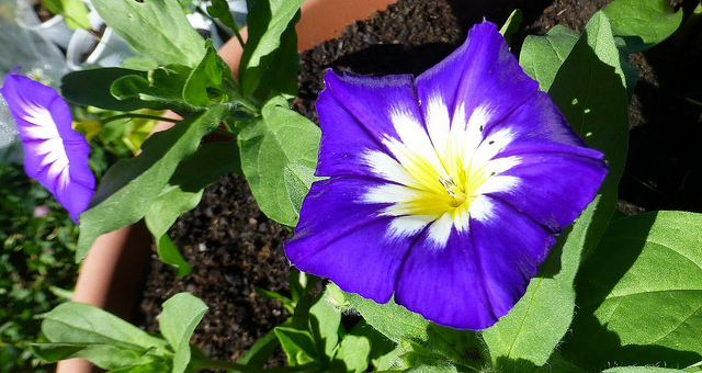 Belle-de-jour (Convolvulus tricolor)
