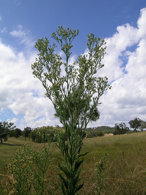 Vergerette blanchâtre (Conyza albida)