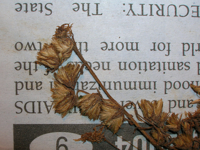 Vergerette de buenos aires (Conyza bonariensis)