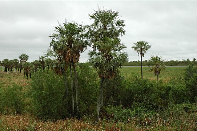 Copernicia alba