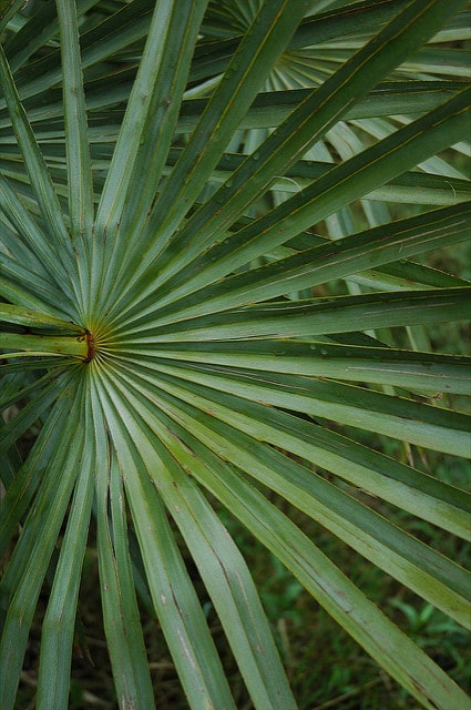 Copernicia alba