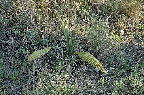 Copernicia alba