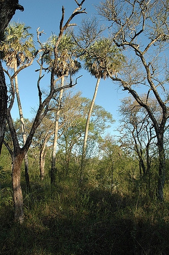 Copernicia alba