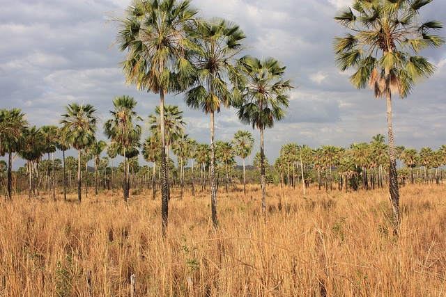Palmier de carnauba (Copernicia prunifera)