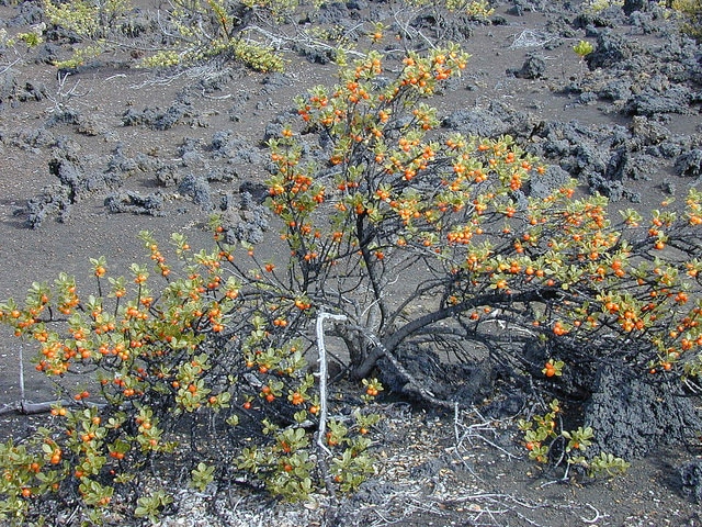 Coprosma montana