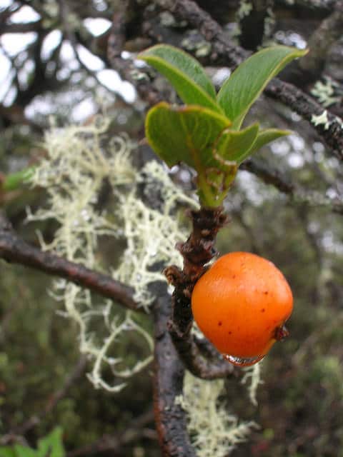 Coprosma montana