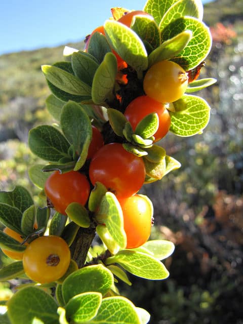 Coprosma montana