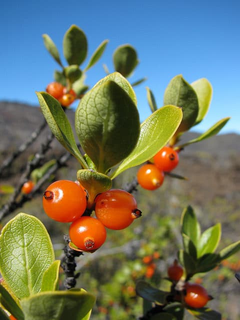 Coprosma montana