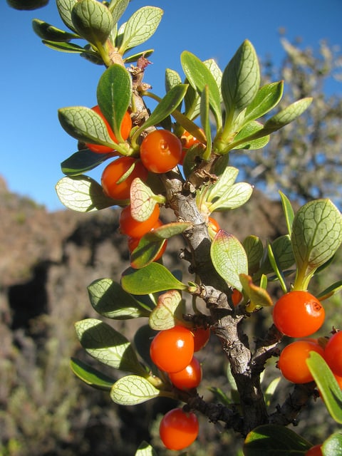 Coprosma montana