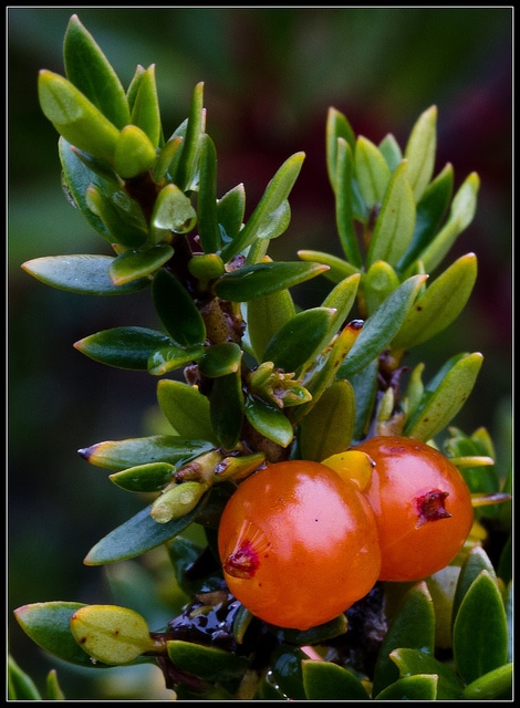 Coprosma nitida