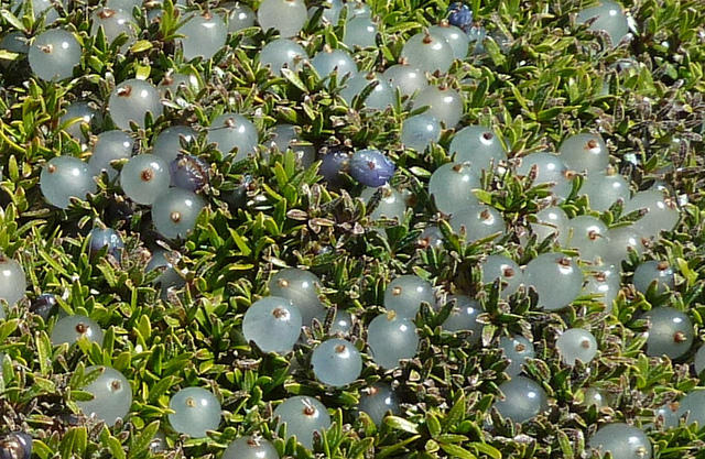 Coprosma petriei