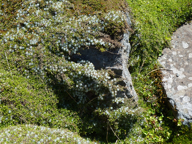 Coprosma petriei