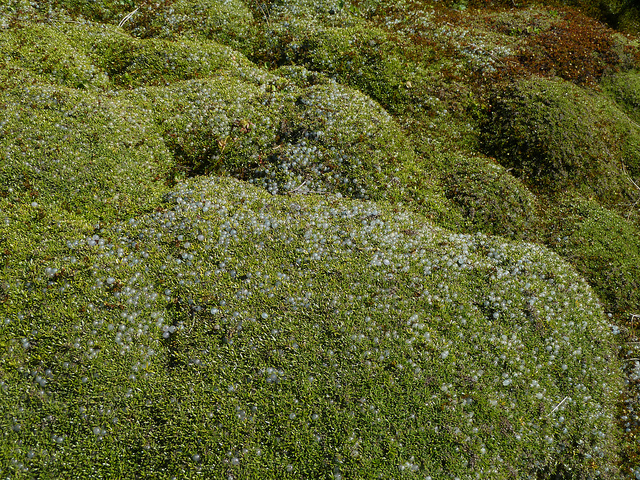 Coprosma petriei