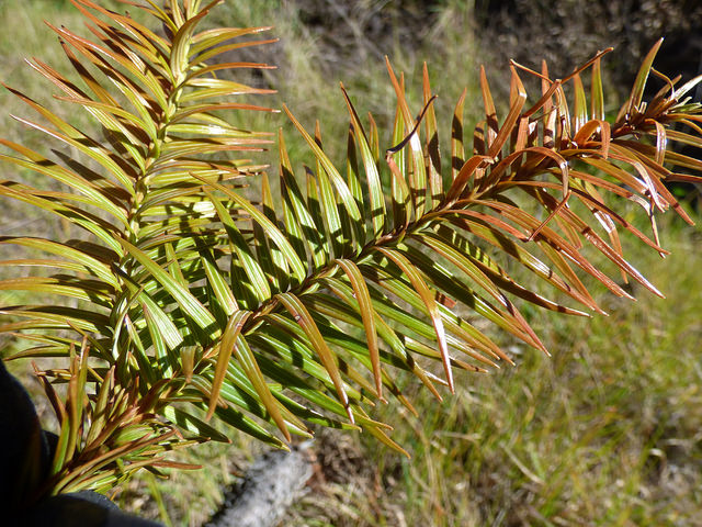 Coprosma repens
