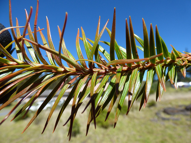 Coprosma repens
