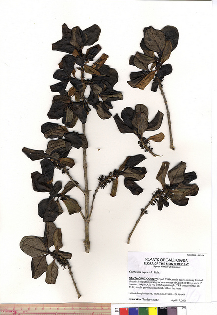 Coprosma repens