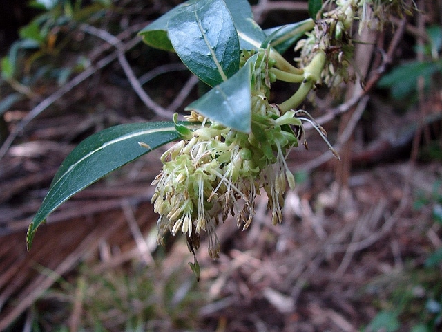 Coprosma robusta